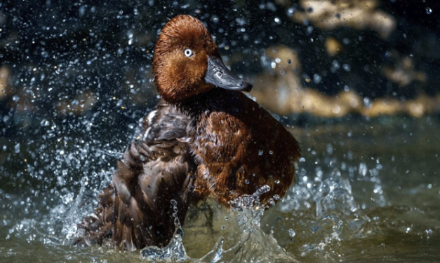 APPELLO della LIPU – Le ondate di CALDO africano sono una sofferenza per i volatili