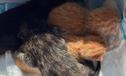 Dicomano – Individuato il responsabile dell’abbandono di due gattini in un cassonetto. Il commento di Giannelli