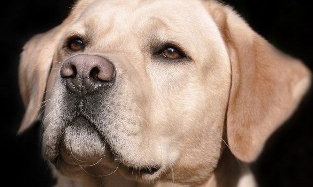 I cani fiutano le crisi glicemiche per salvare i bimbi con il diabete