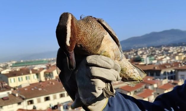 L’anatra ferita sotto Cupola di Brunelleschi e curata in Mugello è tornata a volare