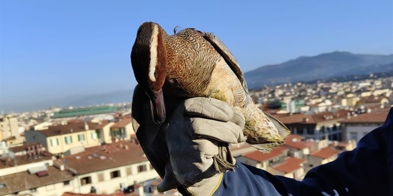 L’anatra ferita sotto Cupola di Brunelleschi e curata in Mugello è tornata a volare