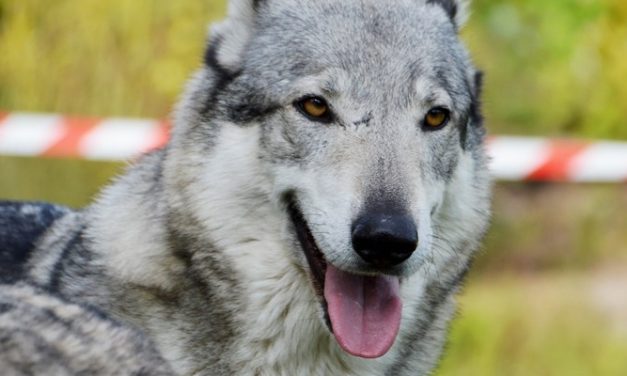 Lupi – Non solo pecore. I lupi minacciano anche gli allevamenti bovini. 