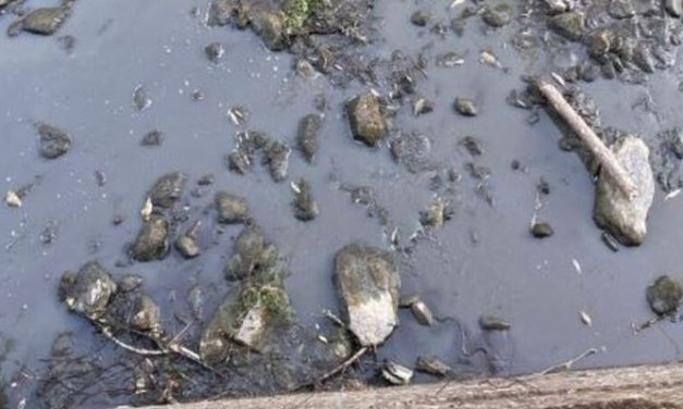 Onda nera e moria di pesci. Cosa succede al lago di Londa?