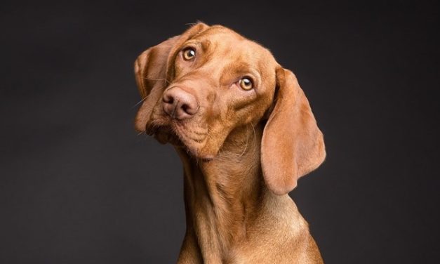 Toscana: un’ordinanza di civiltà del Presidente Giani. Rischio incendi, vietato tenere cani alla catena