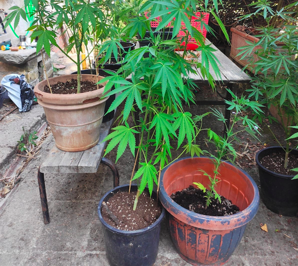Vicchio – Coltivava marijuana in casa – Segnalato all’Autorità Giudiziaria uomo di 60 anni