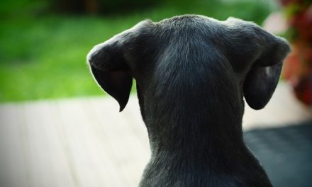Marradi, diversi cani deceduti per sospetto avvelenamento: partono i controlli a tappeto