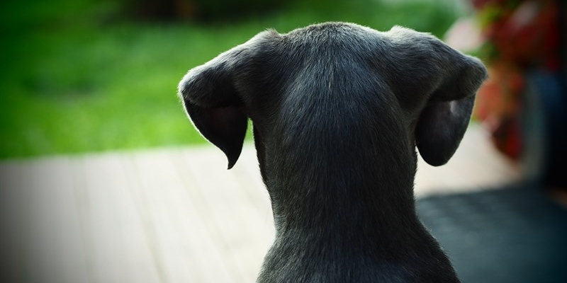 Marradi, diversi cani deceduti per sospetto avvelenamento: partono i controlli a tappeto