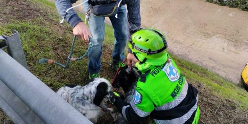 MALTEMPO – I volontari di Anpana salvano gatti e cani nelle zone colpite dall’alluvione