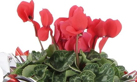 Alla Coop un ciclamino per sostenere la lotta contro l’Alzheimer