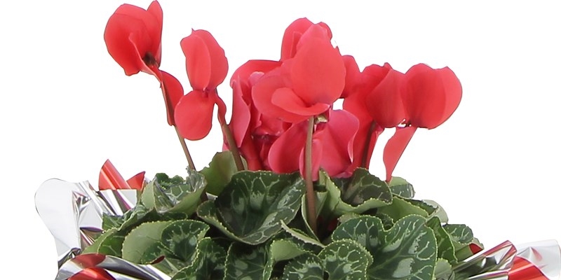 Alla Coop un ciclamino per sostenere la lotta contro l’Alzheimer