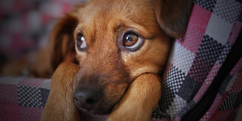 Capodanno, il video decalogo per proteggere gli animali dai botti