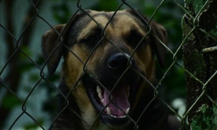 Toscana: mai più cani alla catena, la giunta regionale modifica il regolamento che lo permetteva