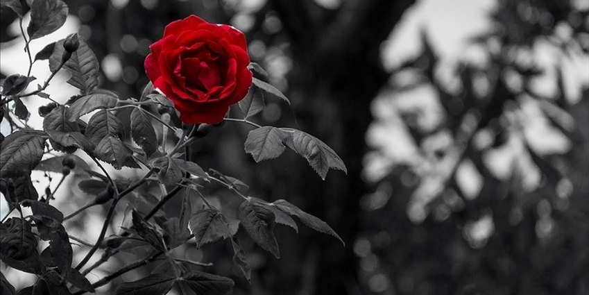 Cordoglio per la prematura scomparsa della Dott.ssa Paola Meli