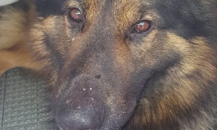 I Carabinieri perdono il cane Battman, Pastore Tedesco, morto per un male incurabile.