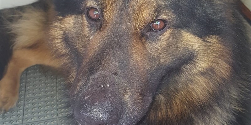 I Carabinieri perdono il cane Battman, Pastore Tedesco, morto per un male incurabile.