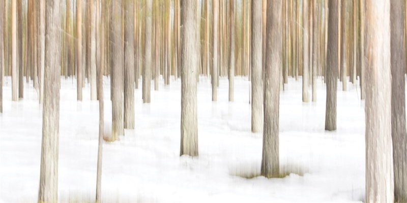 Vicchio – Il respiro della foresta – Aperitivo di inaugurazione con l’artista