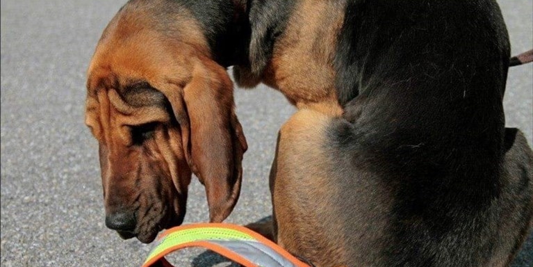 Benessere animale in Toscana. Addio alle catene per i cani
