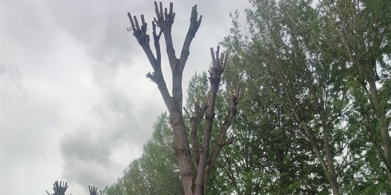 Il Consigliere Giovannini – La capitozzatura degli alberi fu una scelta di Timpanelli