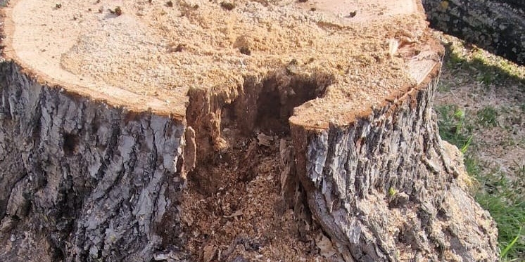 Intervento urgente in Piazza Dante a Borgo San Lorenzo: Rimossi Tigli Malati