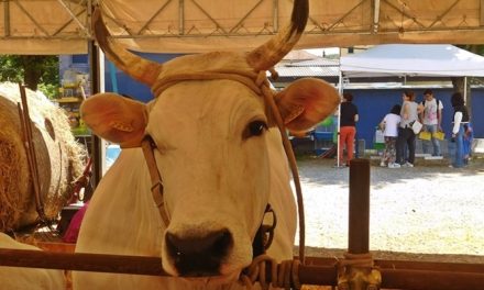 Fiera Agricola Mugellana 2024. Ovini protagonisti, tradizione e innovazione per l’edizione 2024