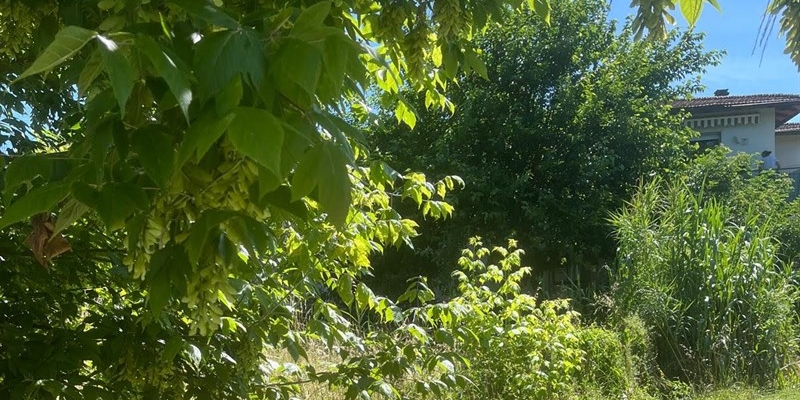 Incuria del vialino a Borgo San Lorenzo. Un appello alla nuova amministrazione