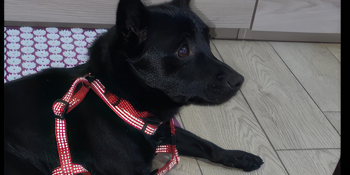 Un dolce cagnolino cerca casa. Appello per l’adozione