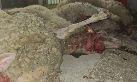 Attacco di lupi a Luco di Mugello: Un’azienda agricola sotto assedio