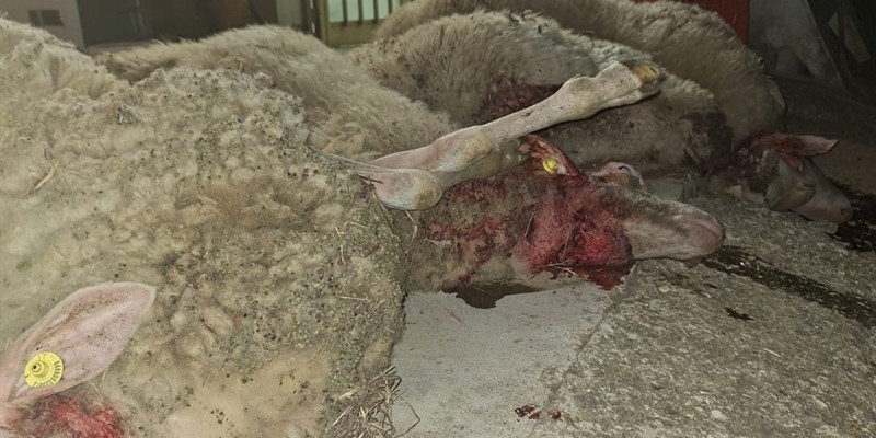 Attacco di lupi a Luco di Mugello: Un’azienda agricola sotto assedio