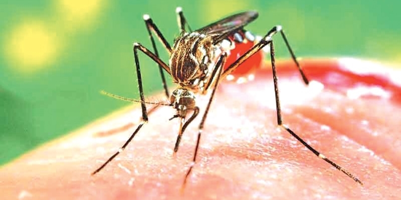 Dengue: un caso a Ronta: scattano gli interventi di prevenzione. Domani la disinfestazione