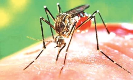 Dengue: un caso a Ronta: scattano gli interventi di prevenzione e di disinfestazione