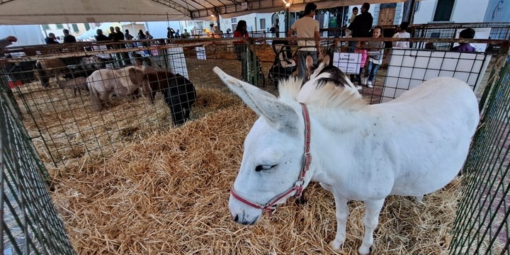 Tutti “InFiera” a Barberino di Mugello: arriva la XII edizione della celebre manifestazione dedicata all’agricoltura e alla produzione locale