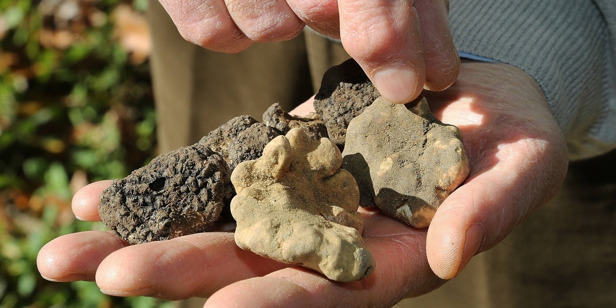 Barberino, torna la Mostra del Tartufo bianco e nero del Mugello: il programma della 19°esima edizione