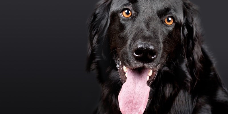Adottare consapevolmente. A Dicomano un incontro per promuovere una convivenza felice con gli animali domestici