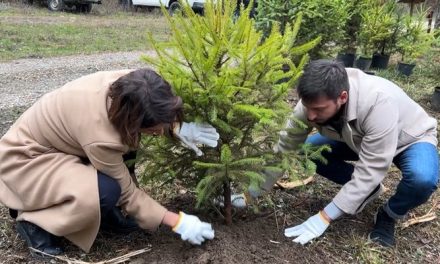 La Foresta di Rincine torna a respirare: Londa e l’Unione di Comuni Valdarno Valdisieve avviano la rigenerazione di 15mila mq di bosco grazie ad un importante progetto