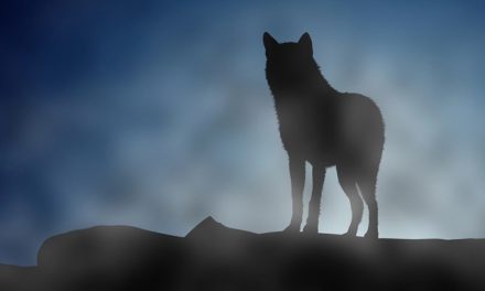 Predatori alle porte: un capriolo ucciso da un lupo a pochi passi dalle case di San Piero