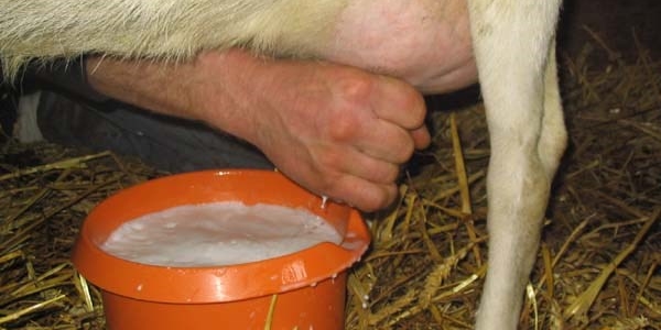 Crisi aziende latte Mugello: “Tutto nasce da svendita Mukki Latte”