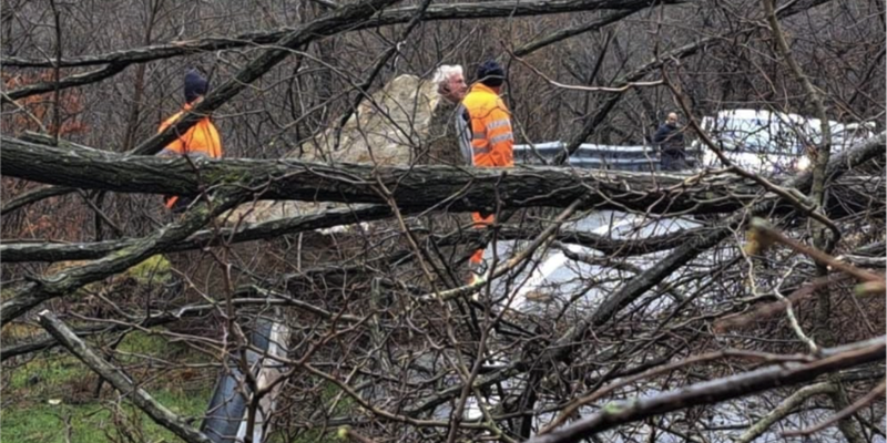 Tanti alberi caduti nelle ultime 48 ore, Fedagripesca Toscana: “La sicurezza delle persone deve essere la priorità”