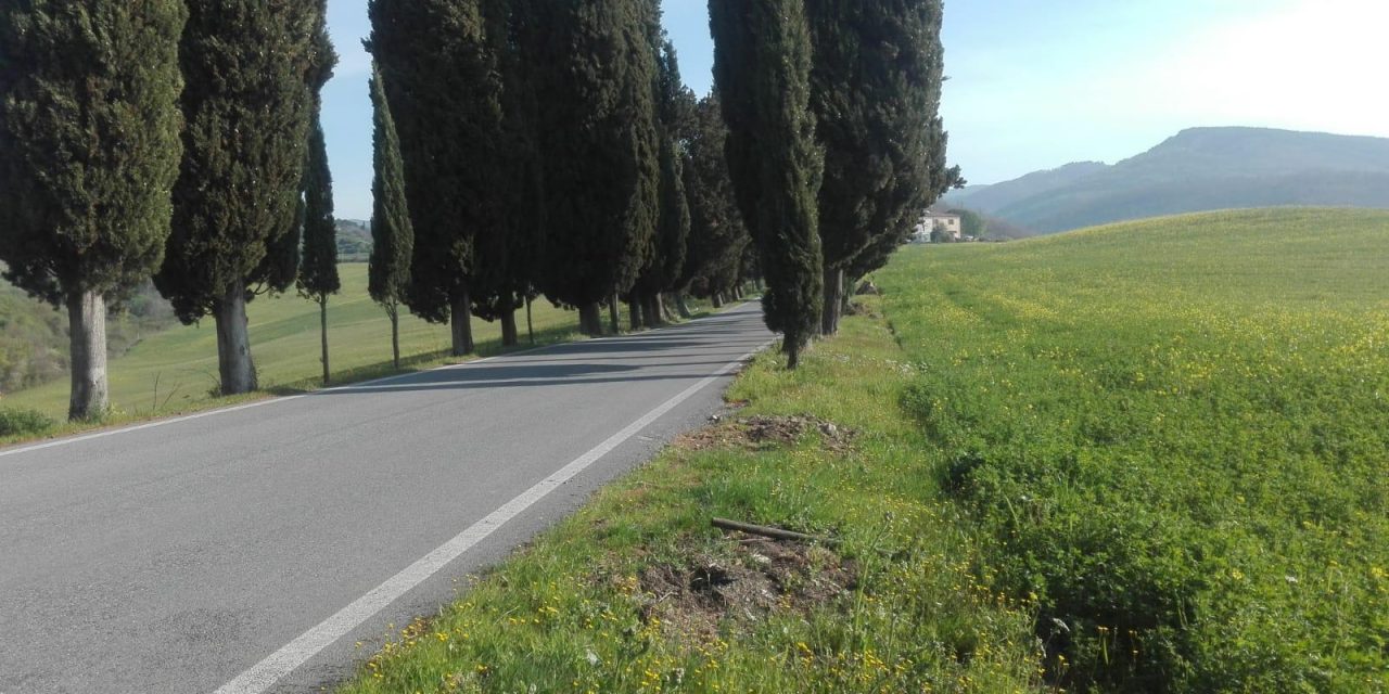 Fotonotizia. Avvistato un raro capriolo bianco sulla SP 39 tra Galliano e Panna