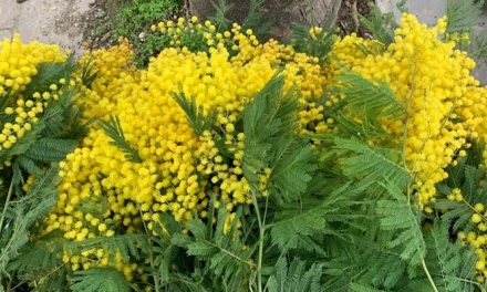 Barberino Outlet celebra la Giornata Internazionale della Donna con omaggi floreali e offerte beauty