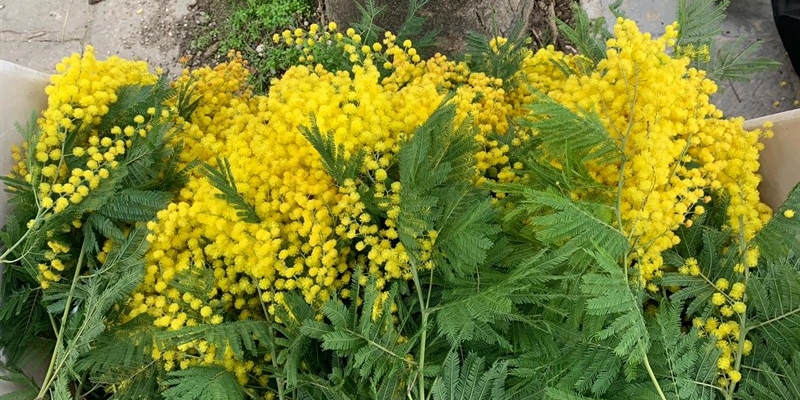 Barberino Outlet celebra la Giornata Internazionale della Donna con omaggi floreali e offerte beauty