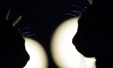 L’accesso degli animali nelle strutture sanitarie. Nuove linee guida in Toscana