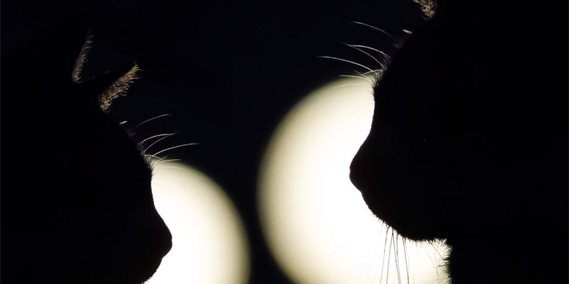 L’accesso degli animali nelle strutture sanitarie. Nuove linee guida in Toscana