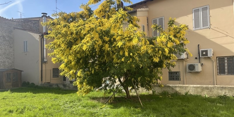 Un fiore per tutte: il CRS omaggia le donne con la mimosa a km zero