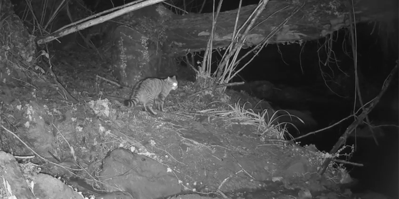 Un gatto selvatico nei boschi di Villore? Il misterioso avvistamento di una fototrappola