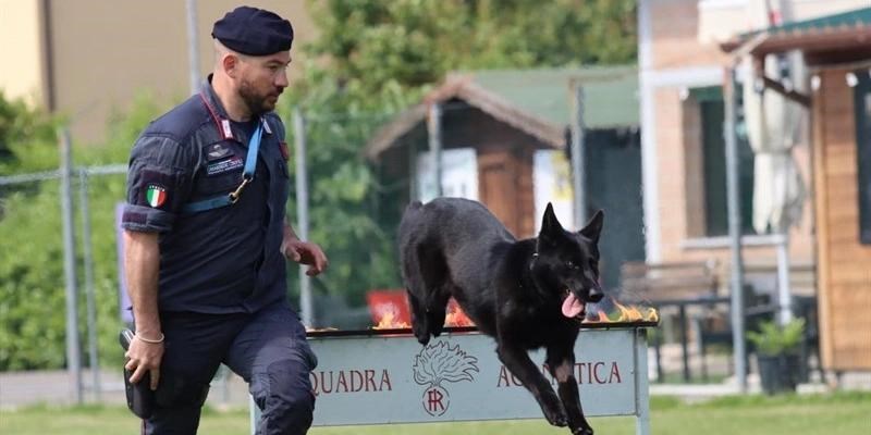 Dimostrazione della squadra agonistica dei Carabinieri Cinofili di Firenze a Borgo San Lorenzo