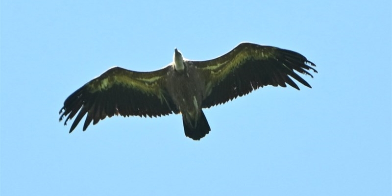 Giù le mani dal torrente Solstretto è il passo dell’avifauna protetta