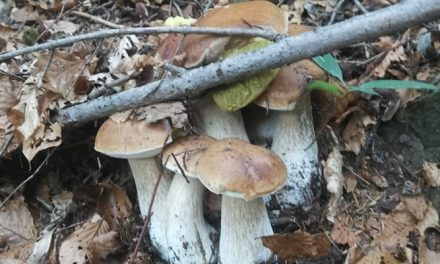 Mugello e funghi: l’Inizio della stagione tra regole e sicurezza. Inviaci foto o racconti della tua passione