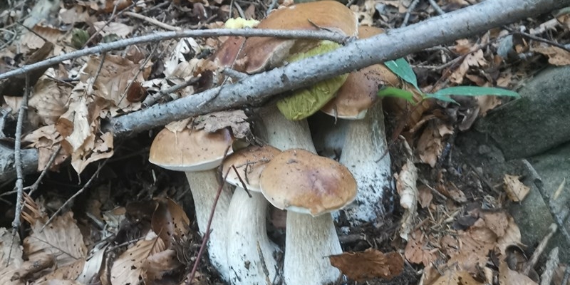Mugello e funghi: l’Inizio della stagione tra regole e sicurezza. Inviaci foto o racconti della tua passione