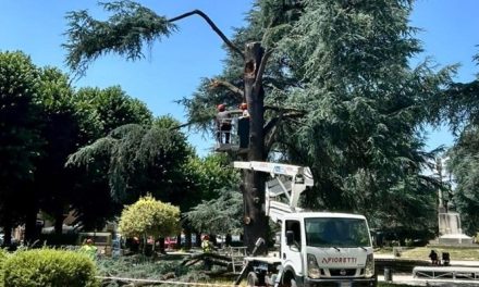 Piazza Dante, addio al cedro storico: intervento urgente dopo la caduta di un grosso ramo