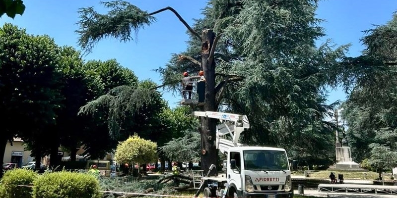 Piazza Dante, addio al cedro storico: intervento urgente dopo la caduta di un grosso ramo